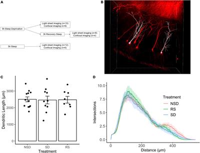 Five Hours Total Sleep Deprivation Does Not Affect CA1 Dendritic Length or Spine Density